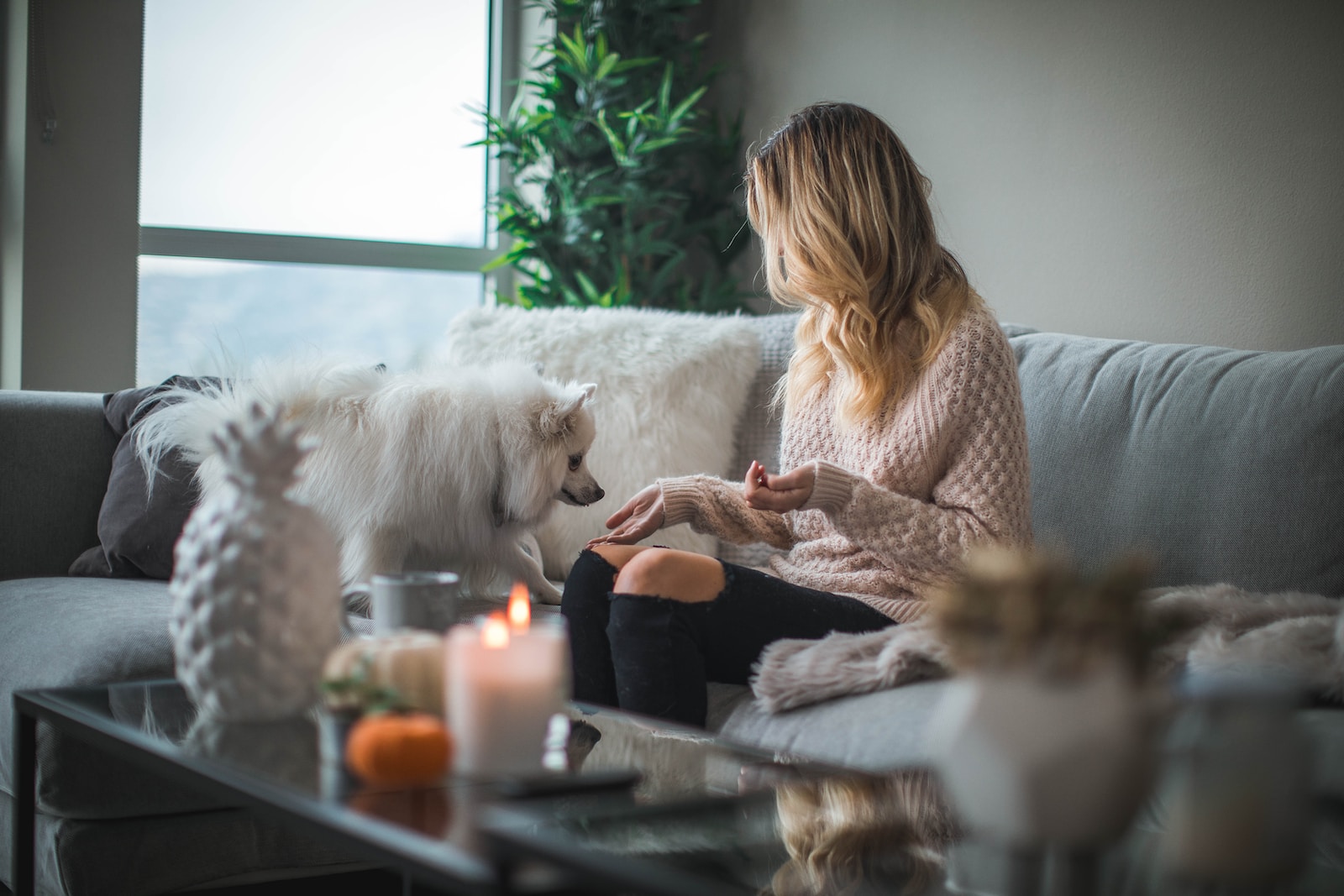 woman sitting on sofa while holding food for dog Pet Therapy in Elderly Care